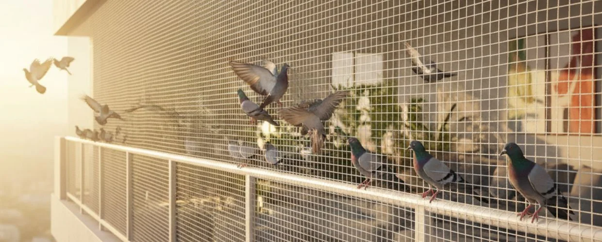 Pigeon Safety Nets in Bangalore